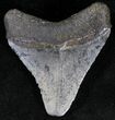Bargain Juvenile Megalodon Tooth - Florida #21189-1
